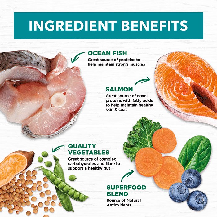 Ivory Coat Grain Free: Salmon & Ocean Fish for Sensitive Dogs
