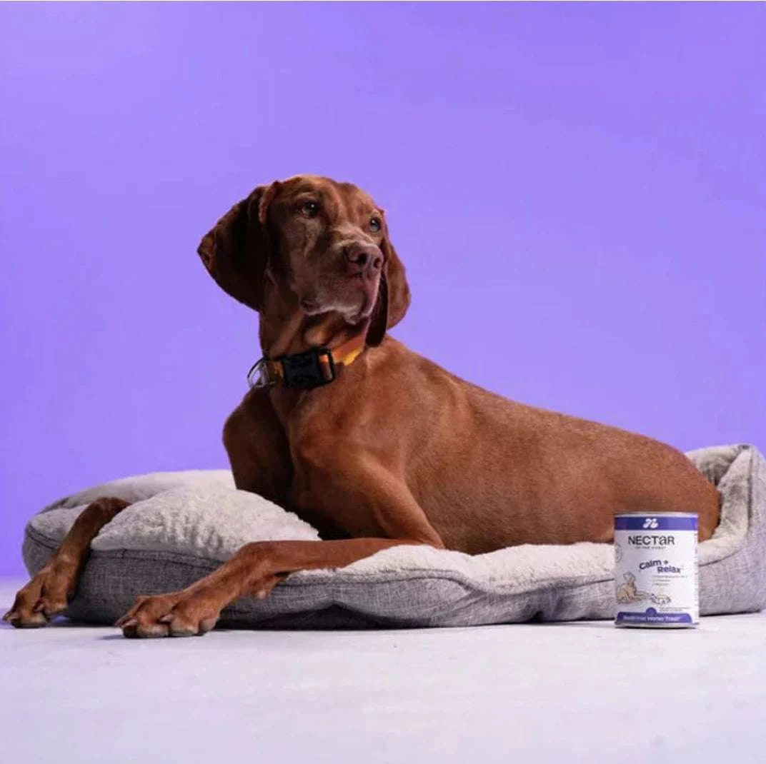 Nectar of the Dogs Calm + Relax Soluble Powder for dogs, featuring a sleek container with a label showcasing its plant-based, organic ingredients. The powder is designed to support canine immune health, relaxation, and hydration, with a savory Aussie BBQ sausage flavor.Dog sitting on a pillow.