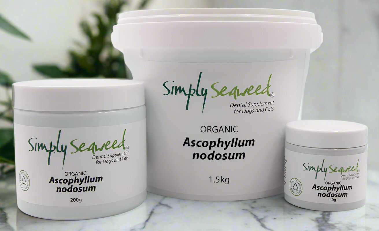Organic Ascophyllan nodosum for dog and cat oral health