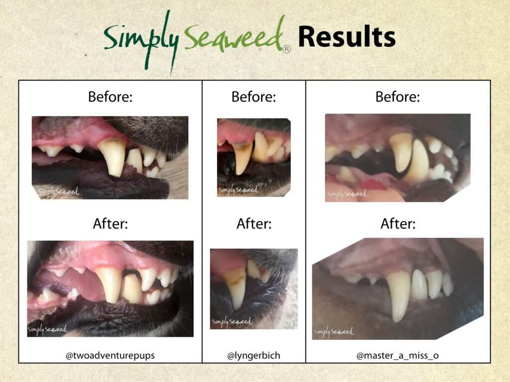 Organic Simply Seaweed dental supplement for pets results
