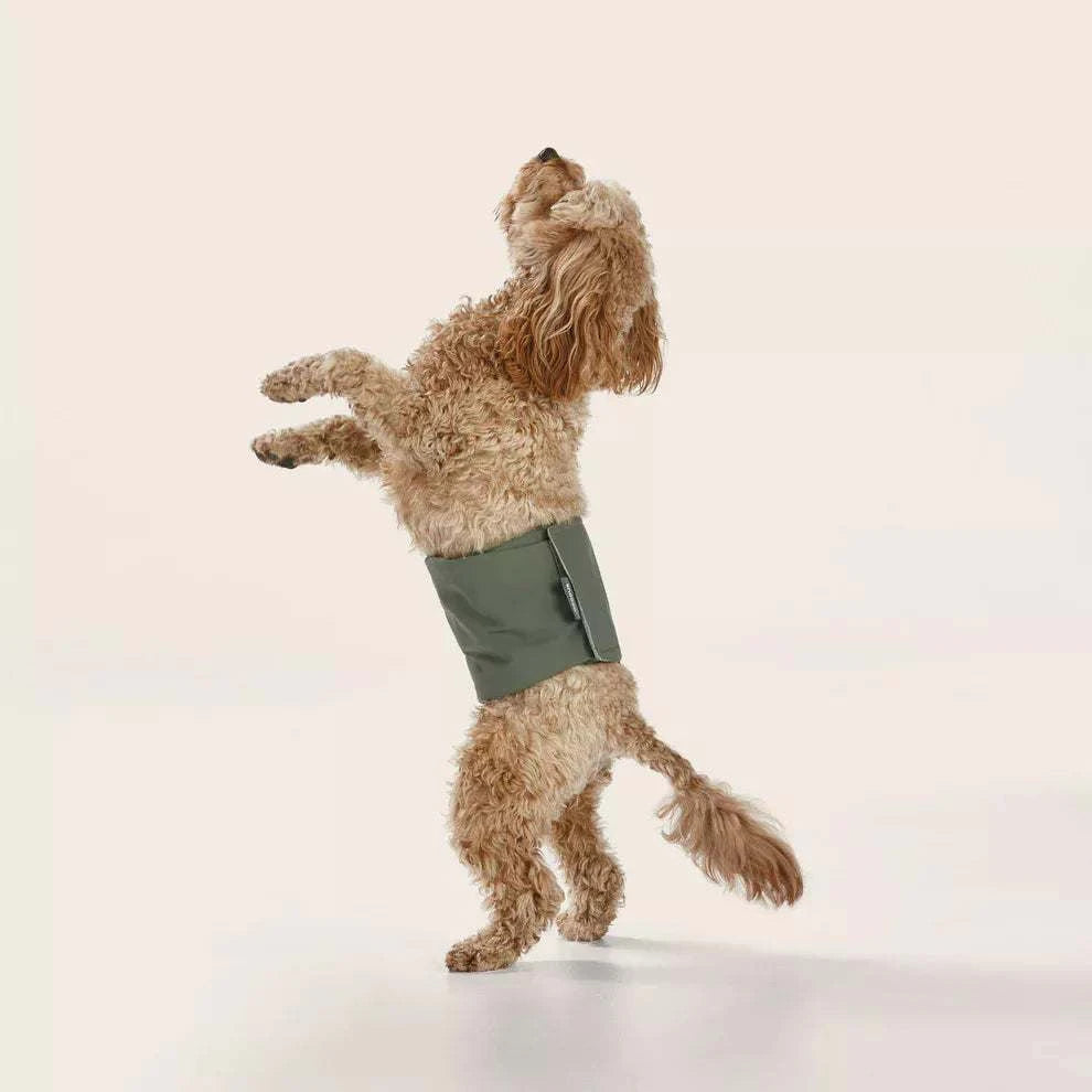 Snooza Washable Dog Nappy Band Twin Pack for Males