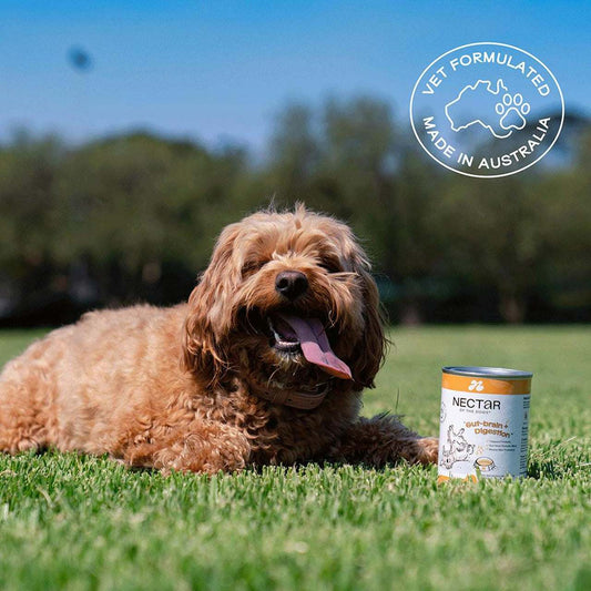 Nectar Of The Dogs Gut Brain Digestion Dog Powder 150g container with a label highlighting its premium, human-grade formula. The powder supports digestive health with probiotics, Fluvic acid, and prebiotic fiber. Shown with a flavor profile reminiscent of an Aussie BBQ sausage, ideal for dogs with digestive issues. The product is grain-free and free from fillers