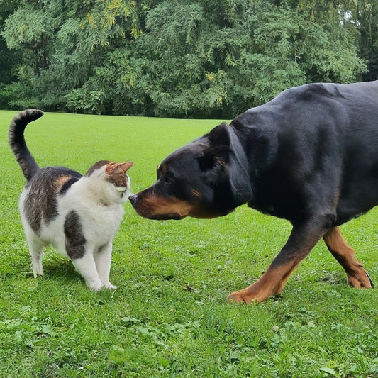 The Importance of Socialization for Your Pet