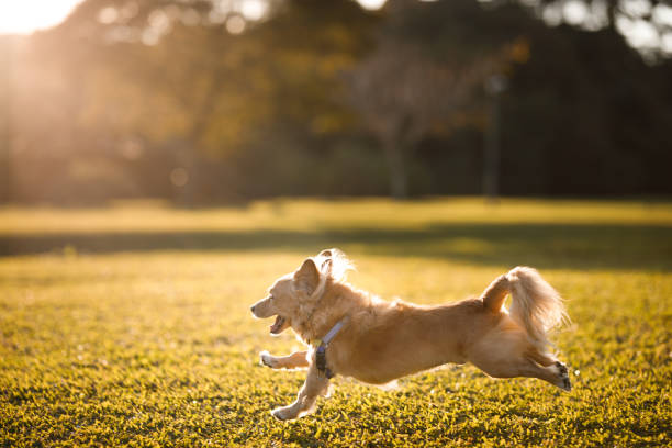 Managing Common Dog Skin Issues Between Vet Visits