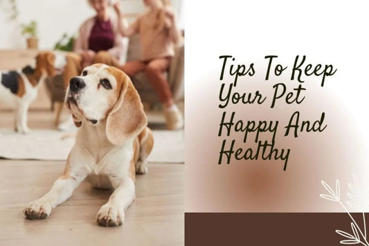 Keeping Your Pet Happy and Healthy