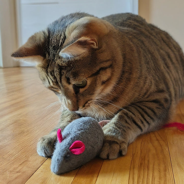 cat toys, interactive cat toys, cat play, cat entertainment, cat stimulation, cat accessories, cat products