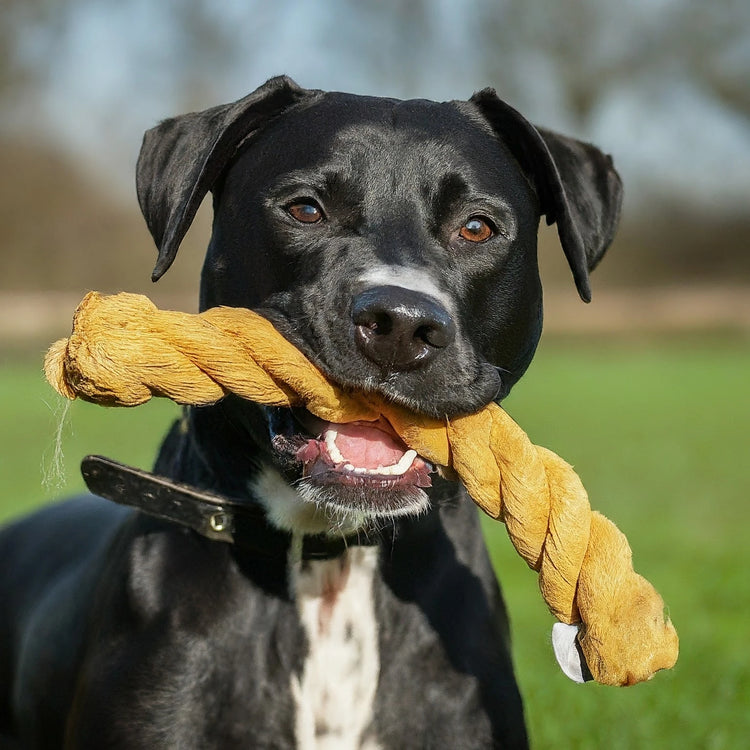 long-lasting dog toy, tough chew toy, power chewer, durable dog toy, dog chewing toy, dog playing with toy