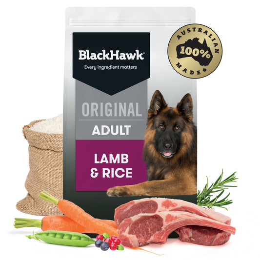 Active adult dog eating Black Hawk Lamb Rice kibble Alihan

