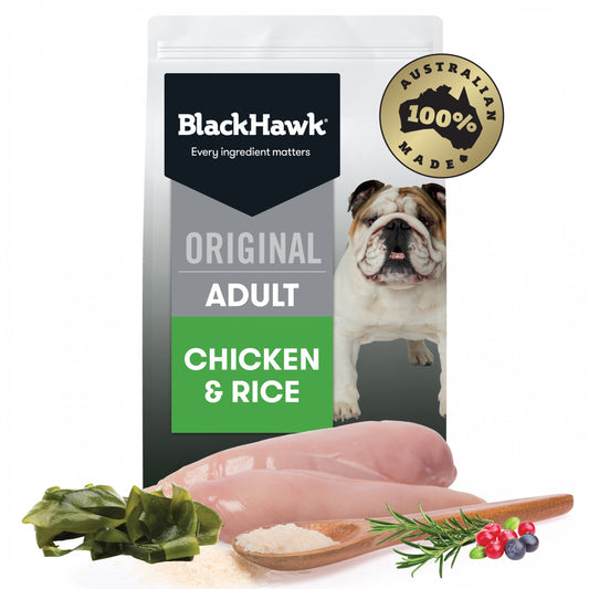 Active adult dog eating Black Hawk Chicken Rice kibble Alihan

