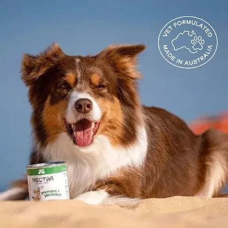 Nectar of the Dogs Immune + Wellness Dog Soluble Powder 150g, highly recommended for boosting canine immune health. Features human-grade ingredients, including Wellmune, Organic Astragalus, and medicinal mushrooms, in a tasty Aussie BBQ sausage flavor. Ideal for enhancing your dog’s wellness and easy to mix into food or water.